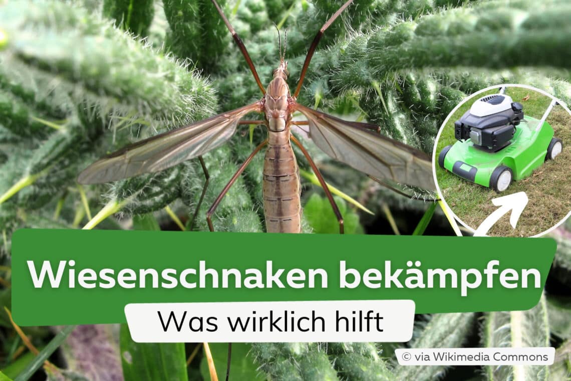 Wiesenschnaken bekämpfen