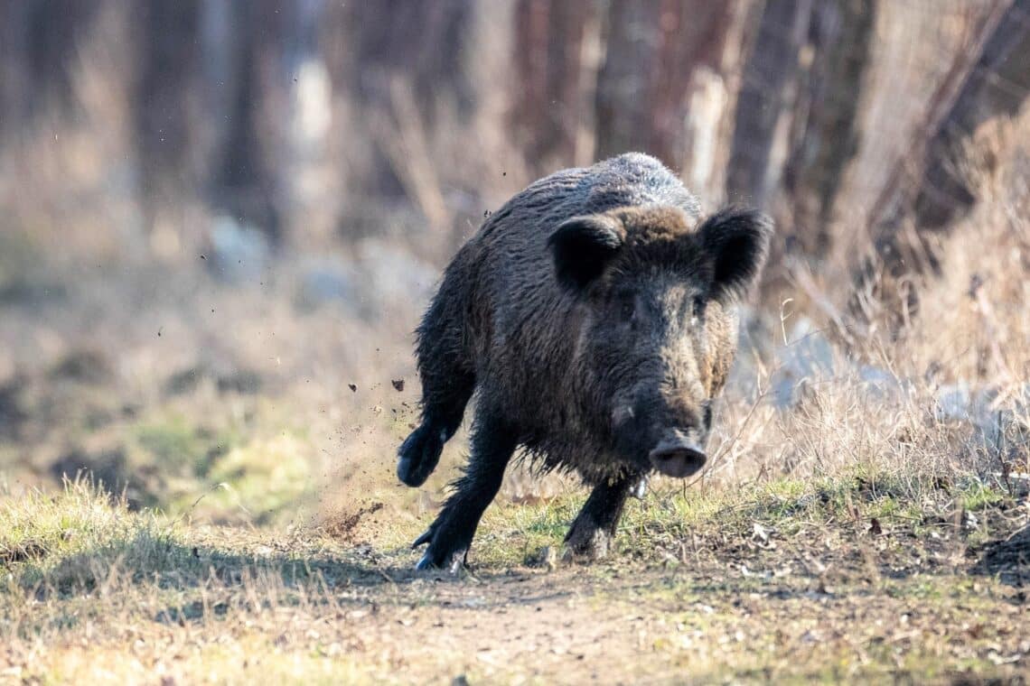 Rennendes Wildschwein