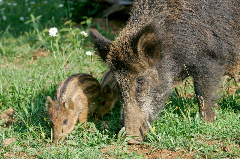 Wildschwein und Frischling auf einer Wiese