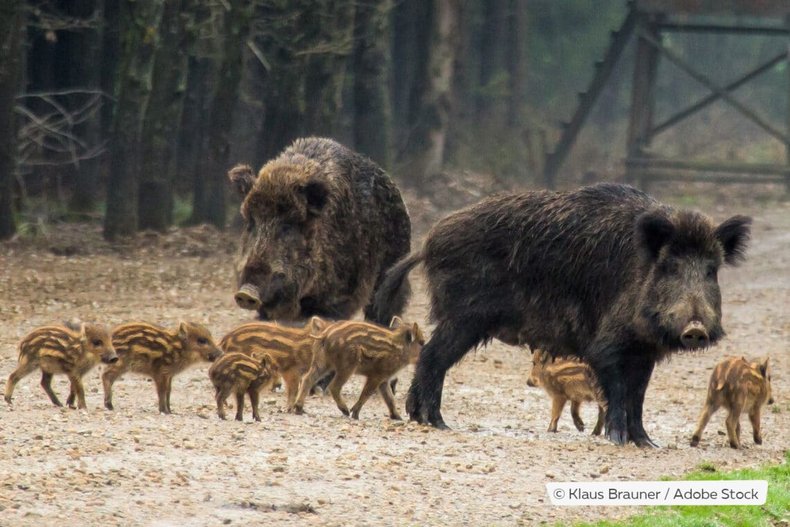 Wildschwein-Rotte mit Frischlingen