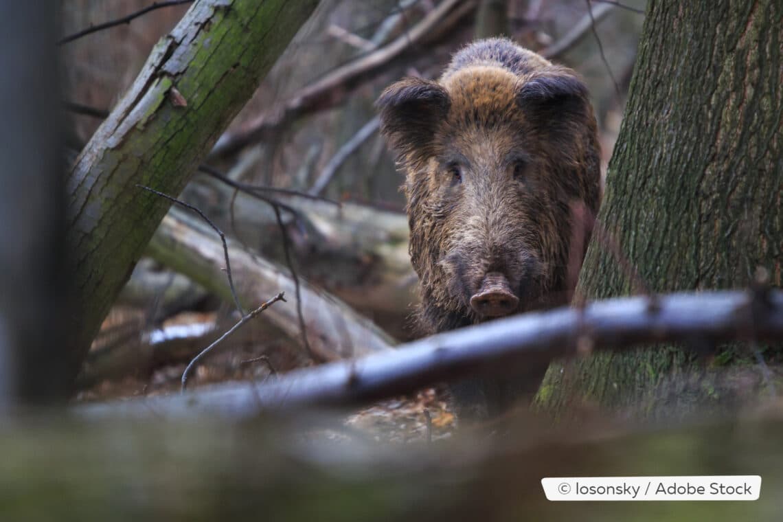 Wildschwein im Unterholz