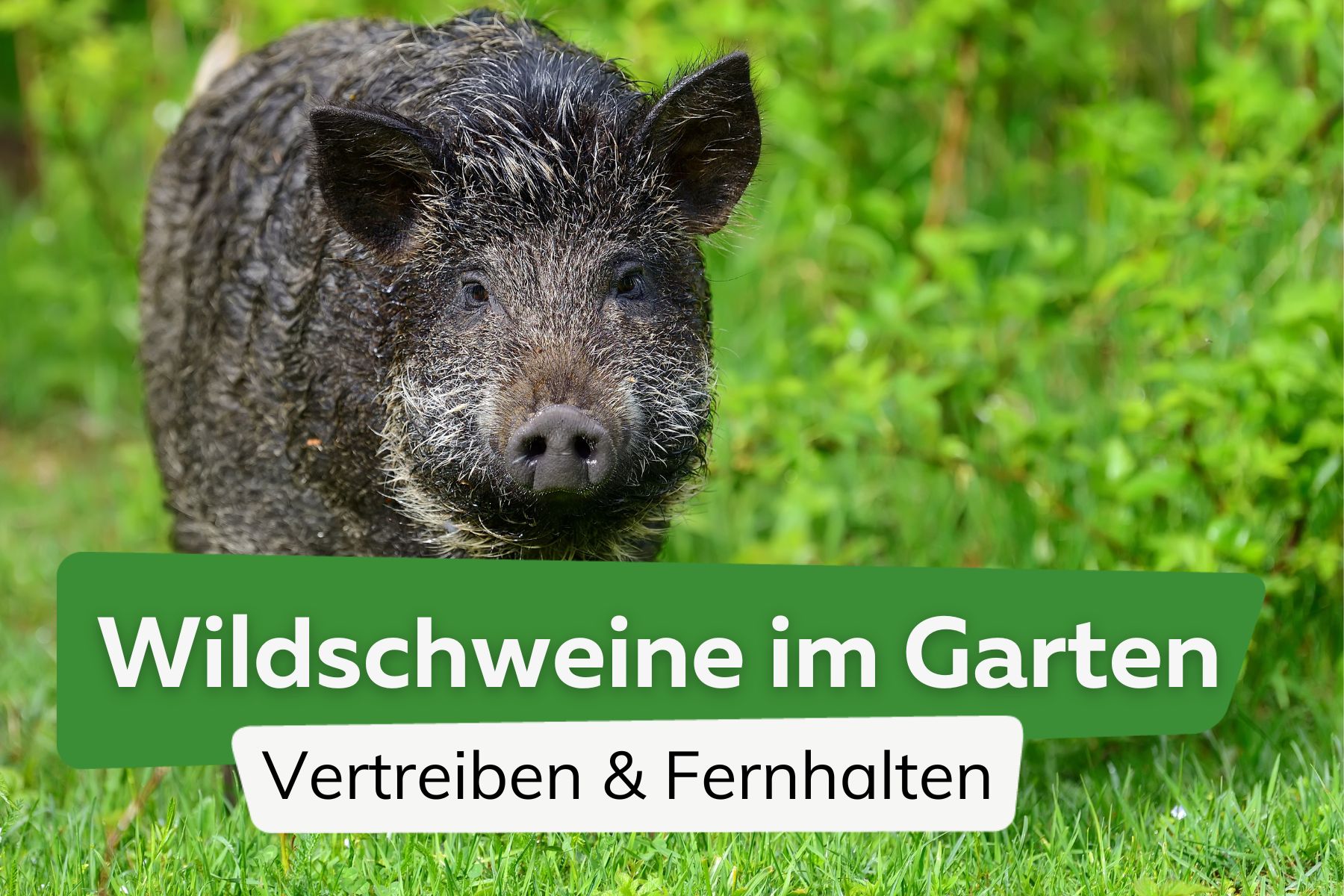 Wildschwein vertreiben und den Garten schützen