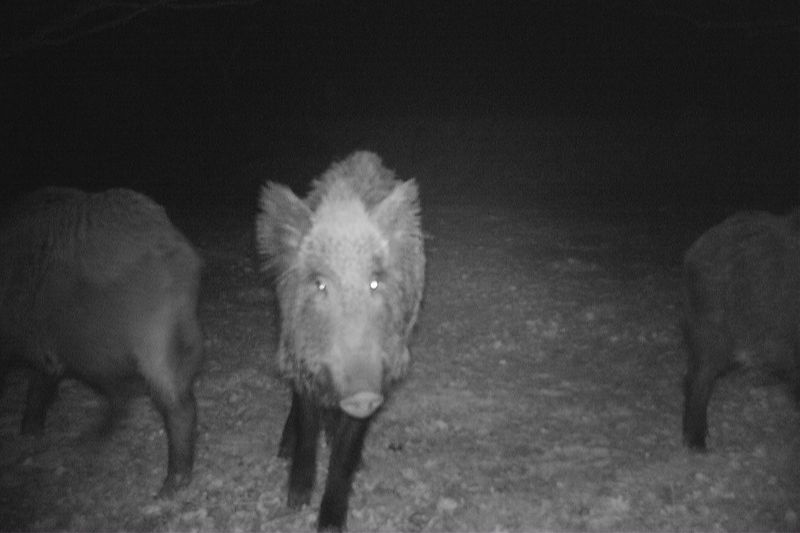 Wildschwein auf einer Wildkamera