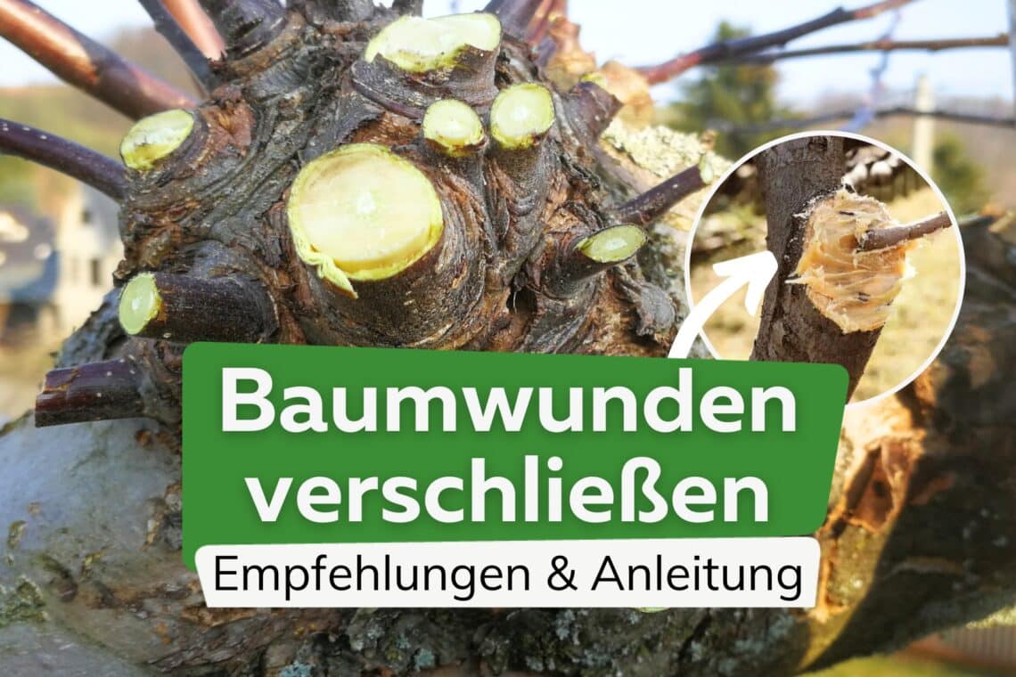 Wundverschluss an Bäumen - Baumwunden versiegeln