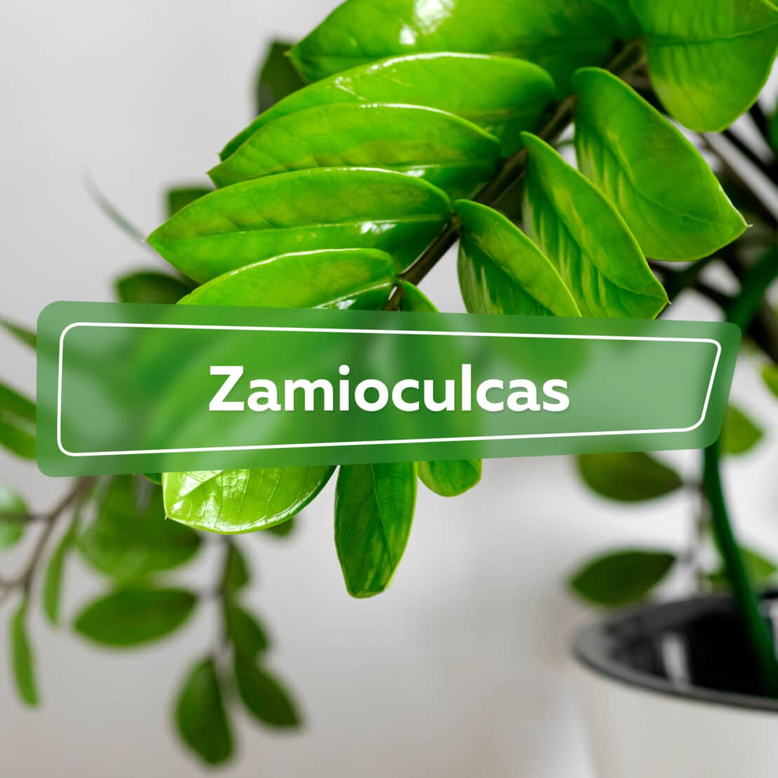 Zamioculcas