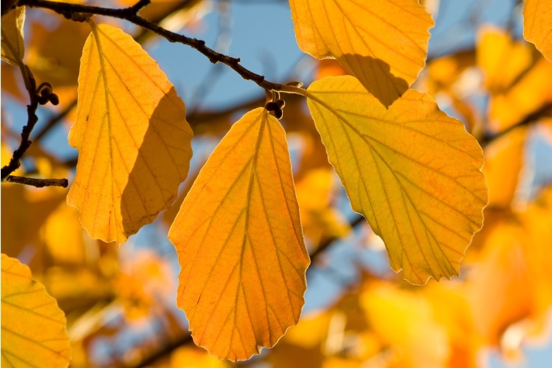 Zaubernuss mit Herbstlaub