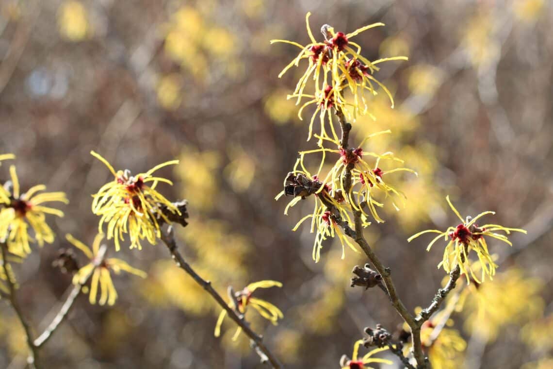 Zaubernuss (Hamamelis) in der Sonne