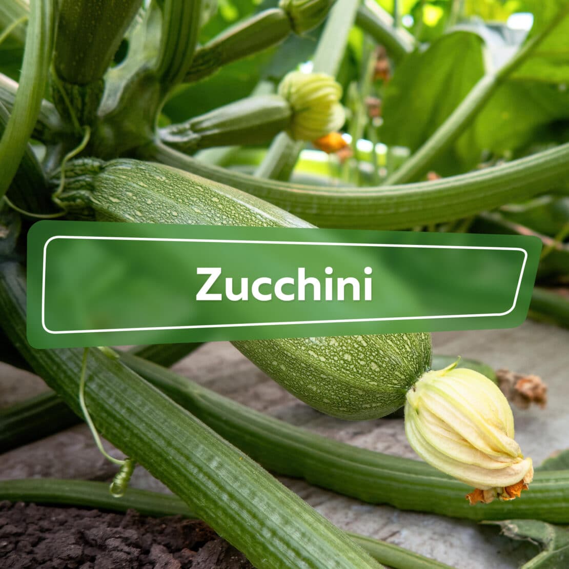 Zucchini