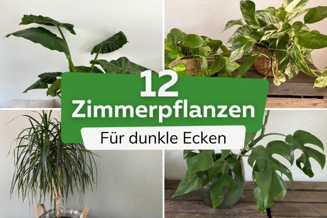 12 Zimmerpflanzen für dunkle Ecken