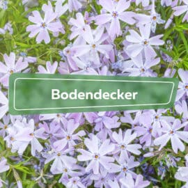 Bodendecker