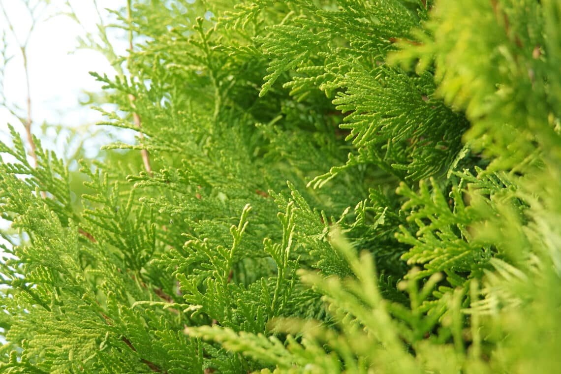 Abendländische Lebensbaum (Thuja occidentalis)