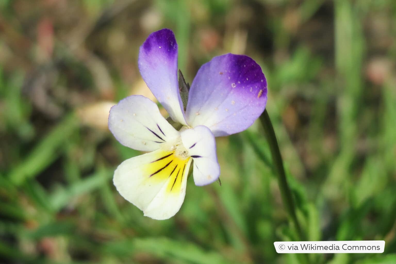 Unkraut mit lila Blüten 26 violette Unkräuter