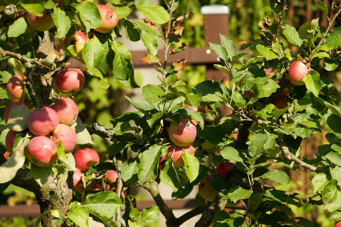 Äpfel am Baum