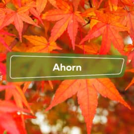 Ahorn