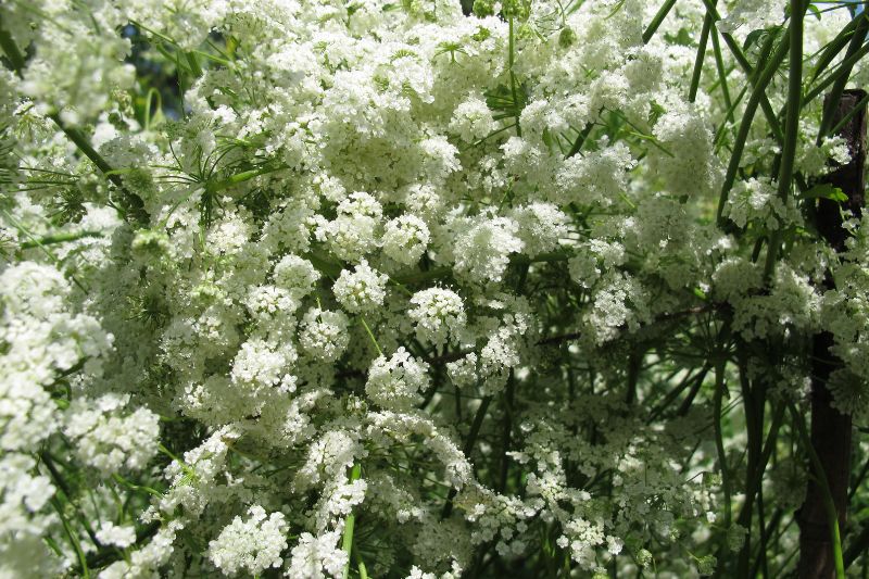 Anis (Pimpinella anisum)