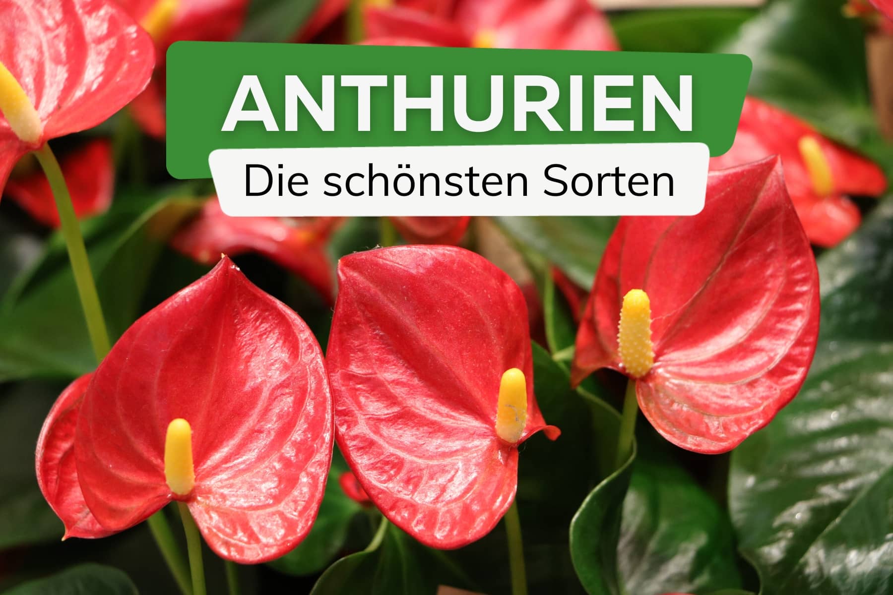 Anthurien-Sorten