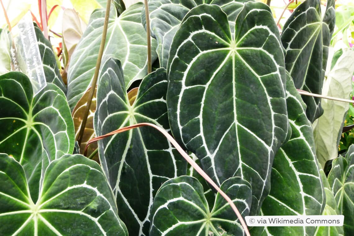 Anthurium crystallinum