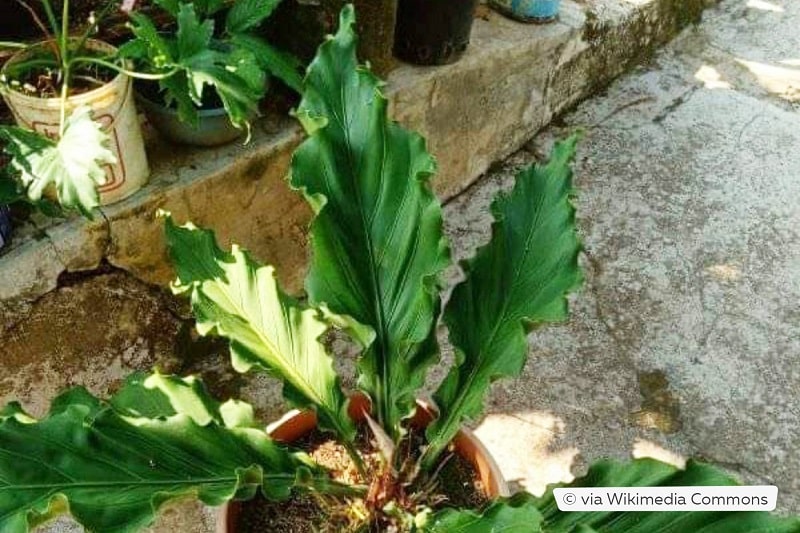 Anthurium plowmanii