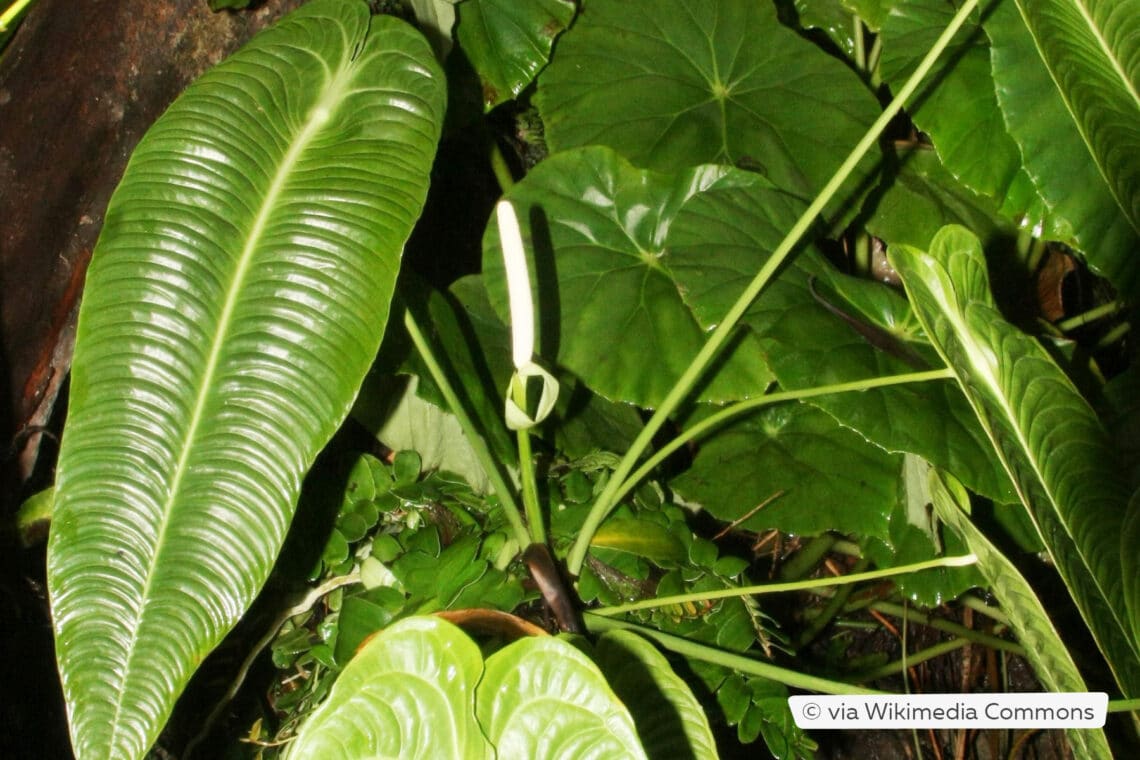 Anthurium veitchii