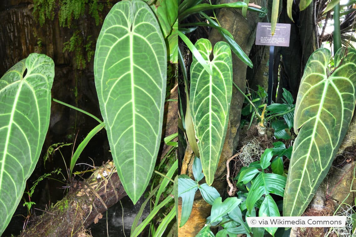 Anthurium warocqueanum