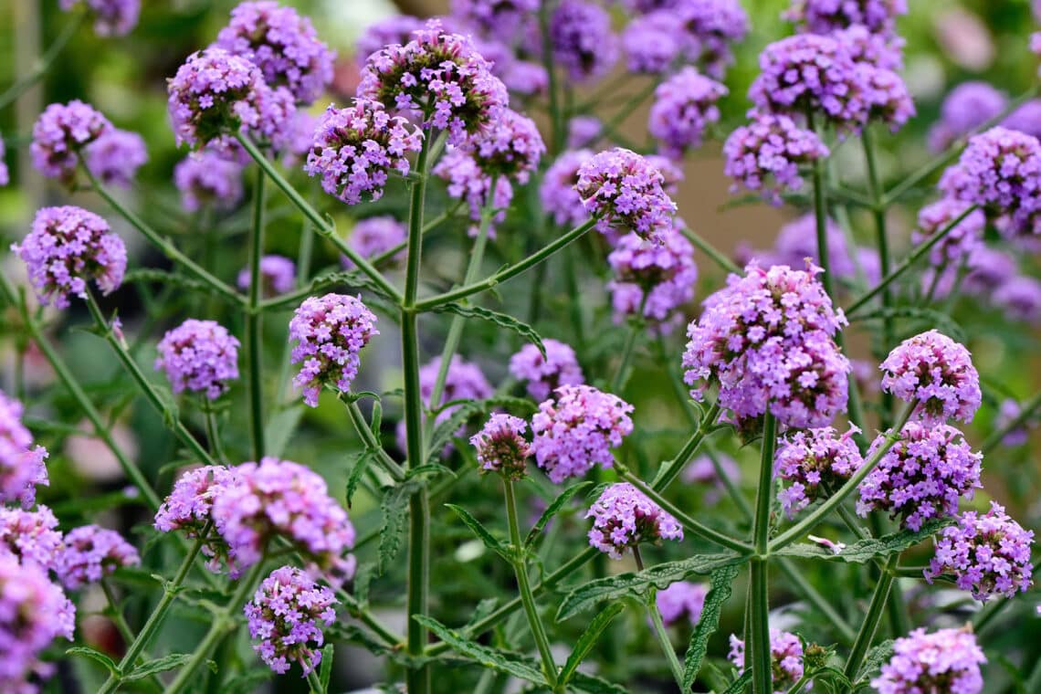 Argentinisches Eisenkraut (Verbena bonariensis 'Meteor Shower')