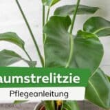 Baumstrelitzie, Strelitzia nicolai: Pflege