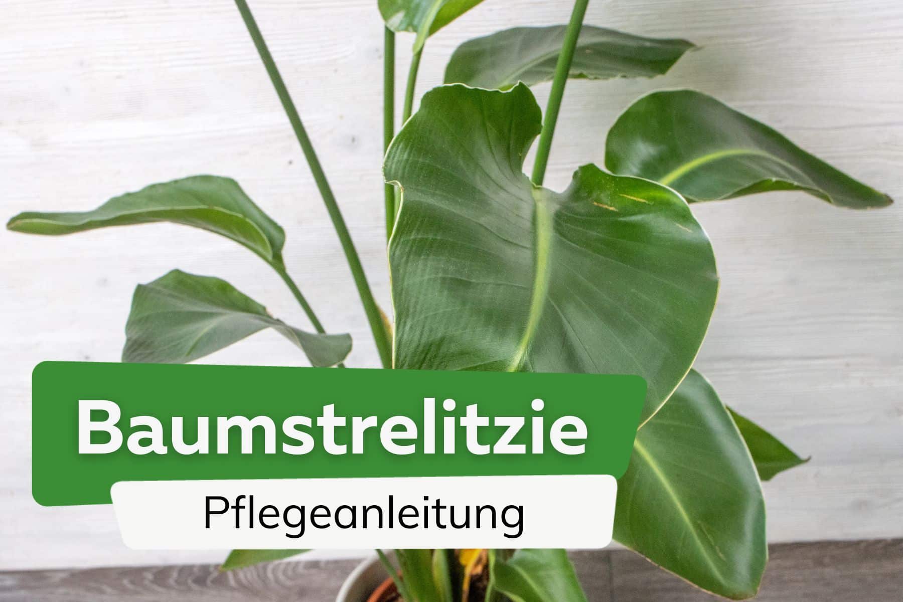 Baumstrelitzie, Strelitzia nicolai: Pflege