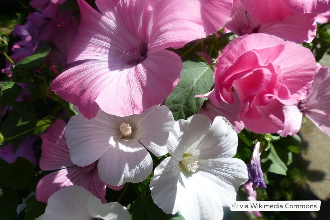 Becher-Malve (Lavatera trimestris)