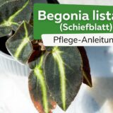 Begonia listada, Schiefblatt