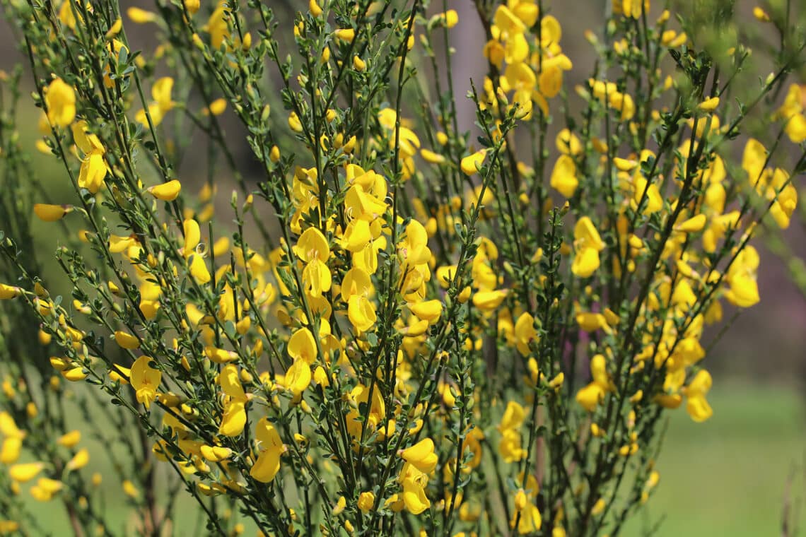 Besenginster (Cytisus scoparius)