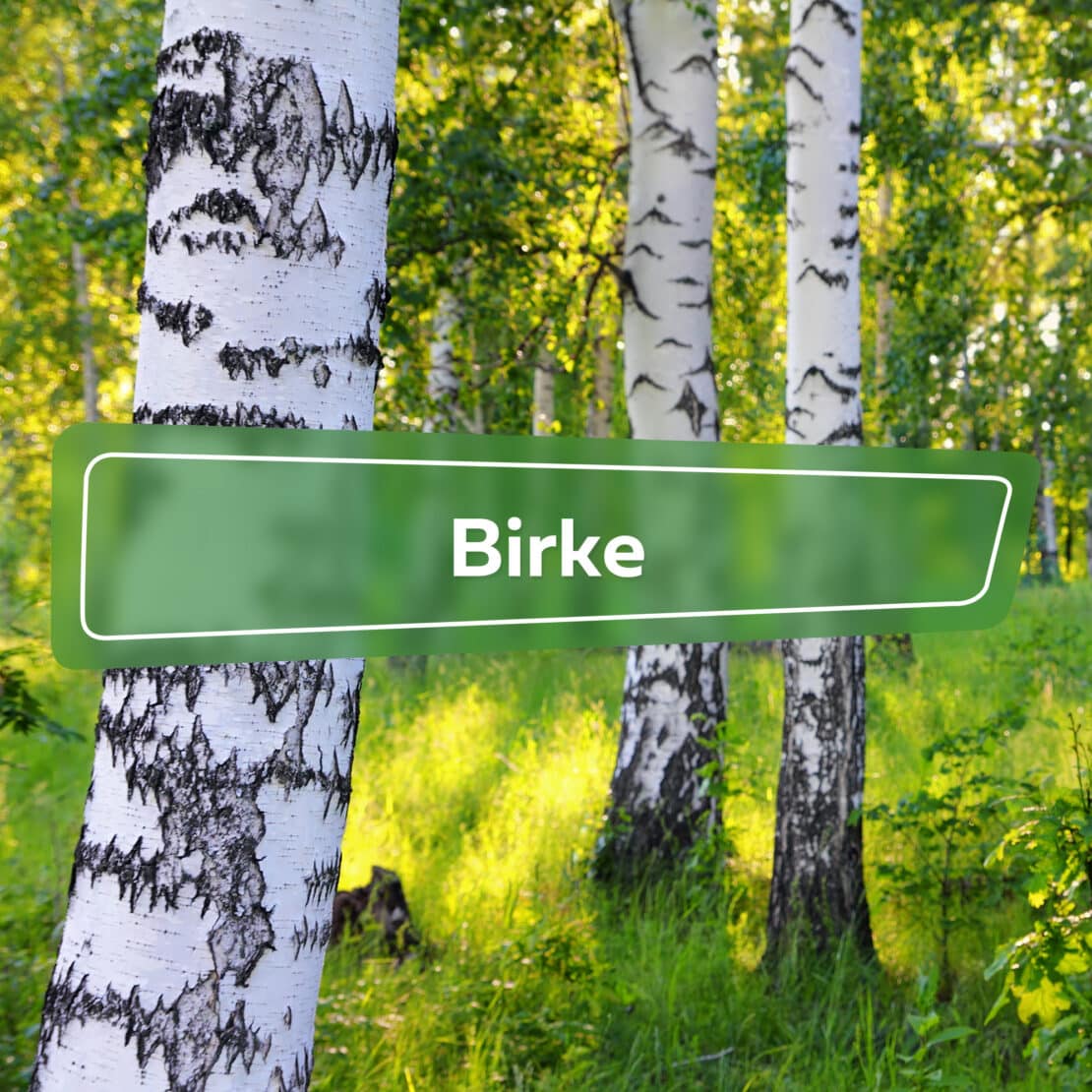 Birke