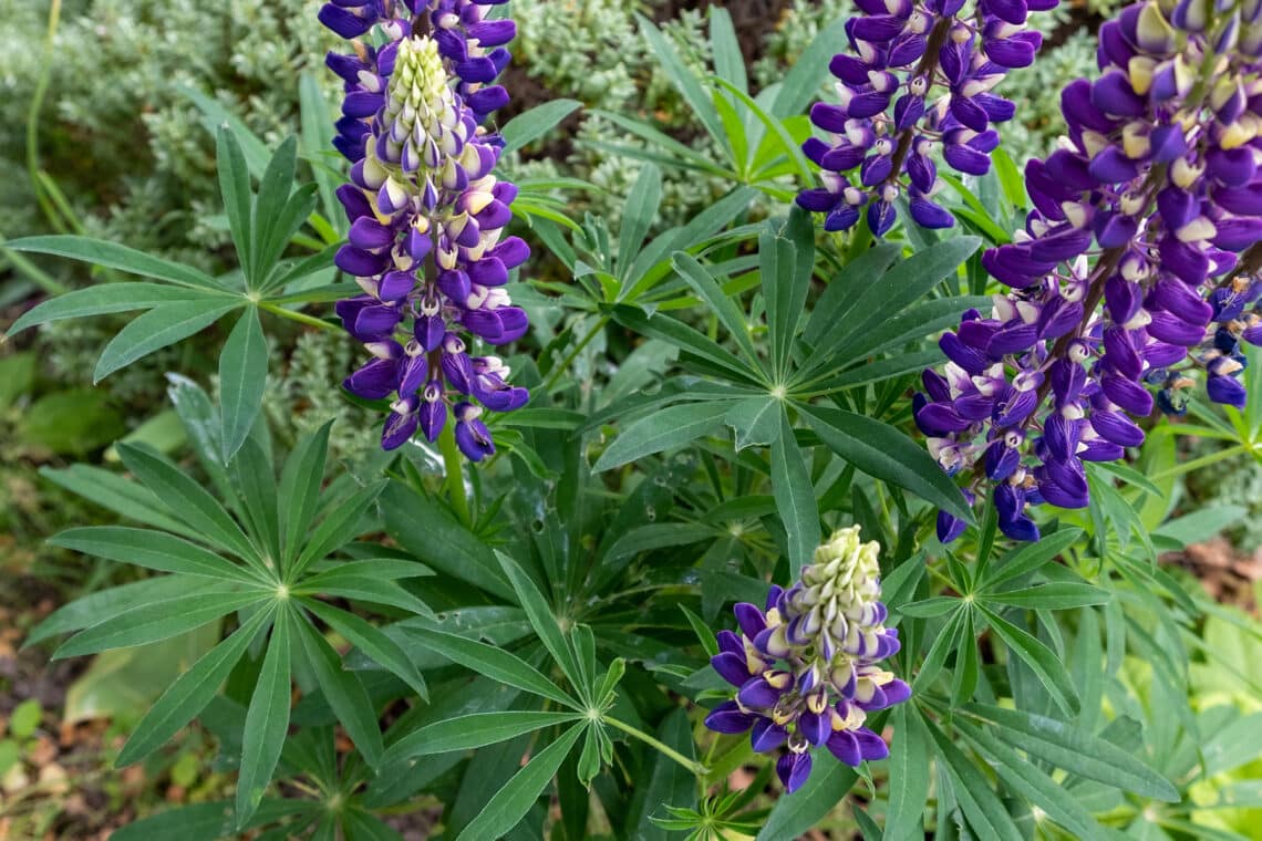 Blaue Lupinen (Lupinus)