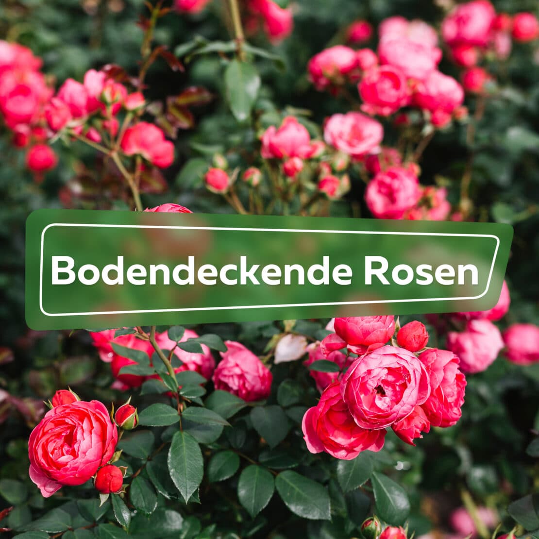 Bodendeckende Rosen