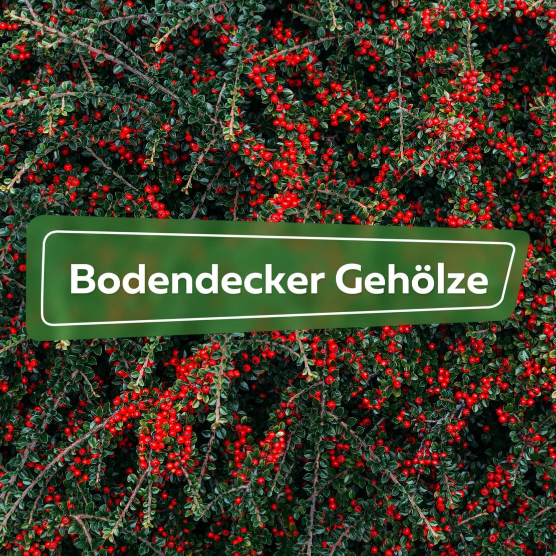 Bodendecker Gehölze