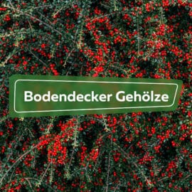 Bodendecker Gehölze