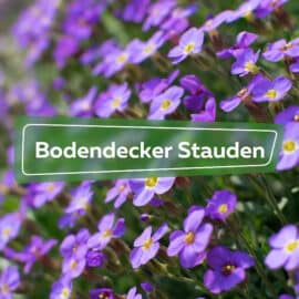 Bodendecker Stauden