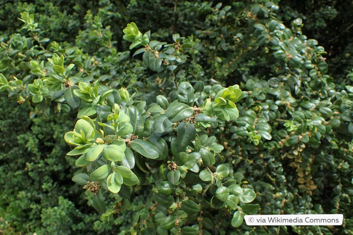 Buchsbaum (Buxus sempervirens)