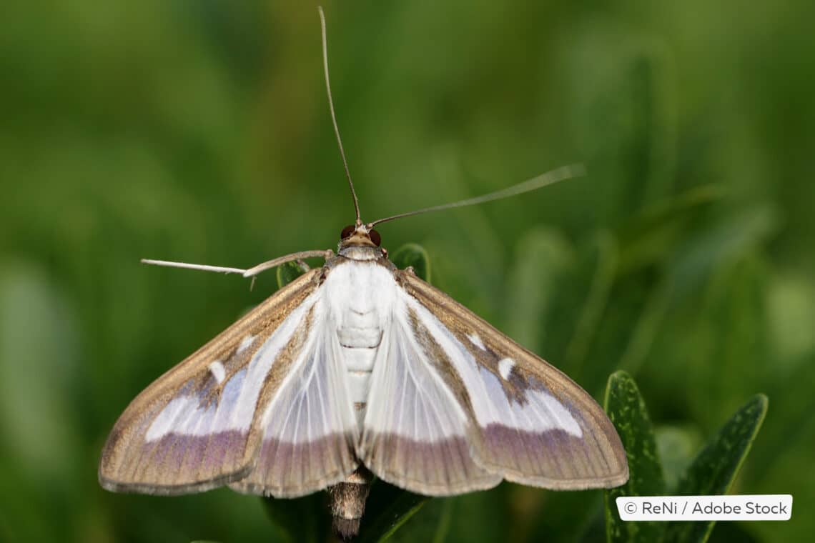 Buchsbaumzünsler (Cydalima perspectalis), Falter