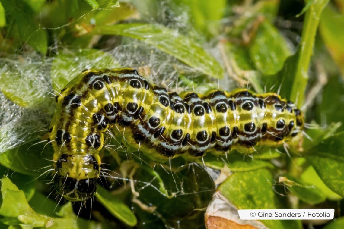 Buchsbaumzünsler (Cydalima perspectalis)