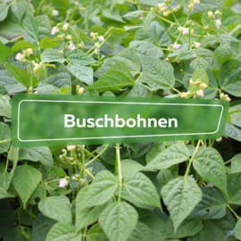 Buschbohnen