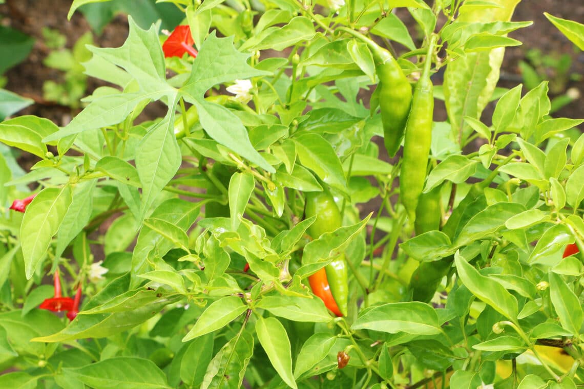 Chili (Capsicum)