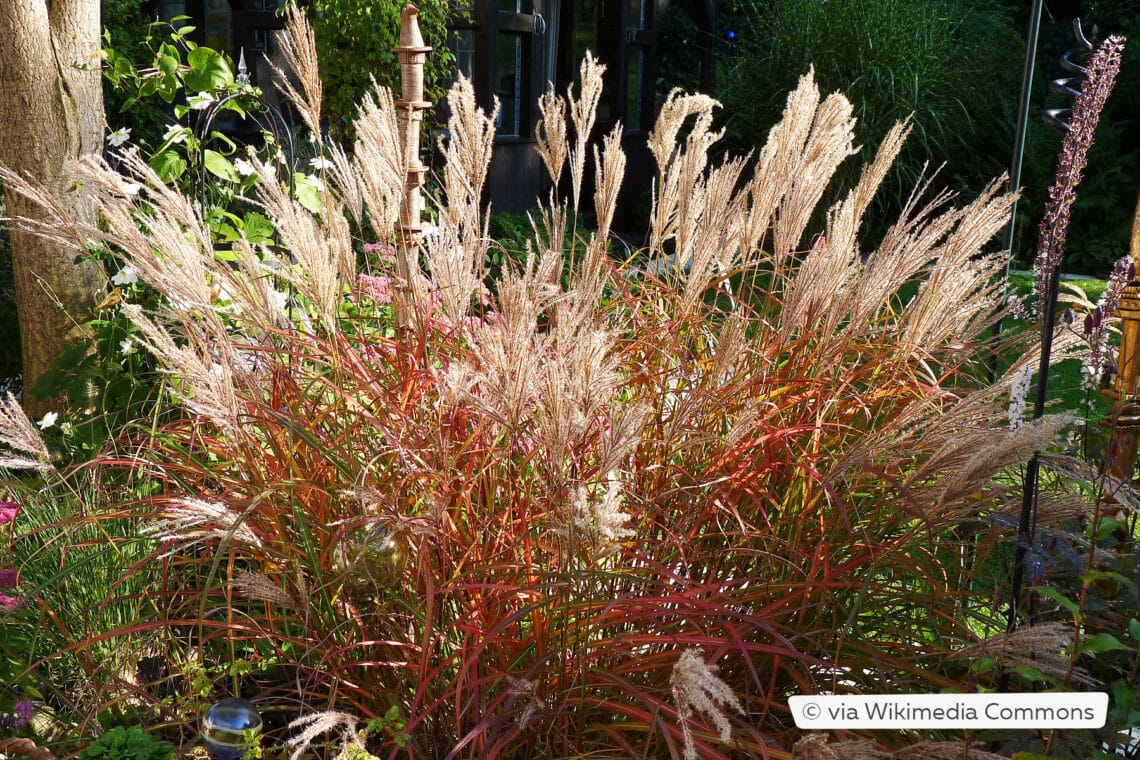 Chinaschilf (Miscanthus sinensis 'Ferner Osten')