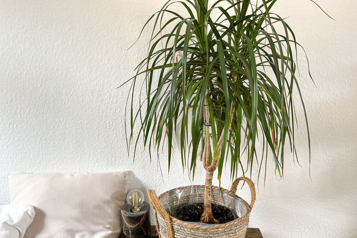 Drachenbaum (Dracaena)