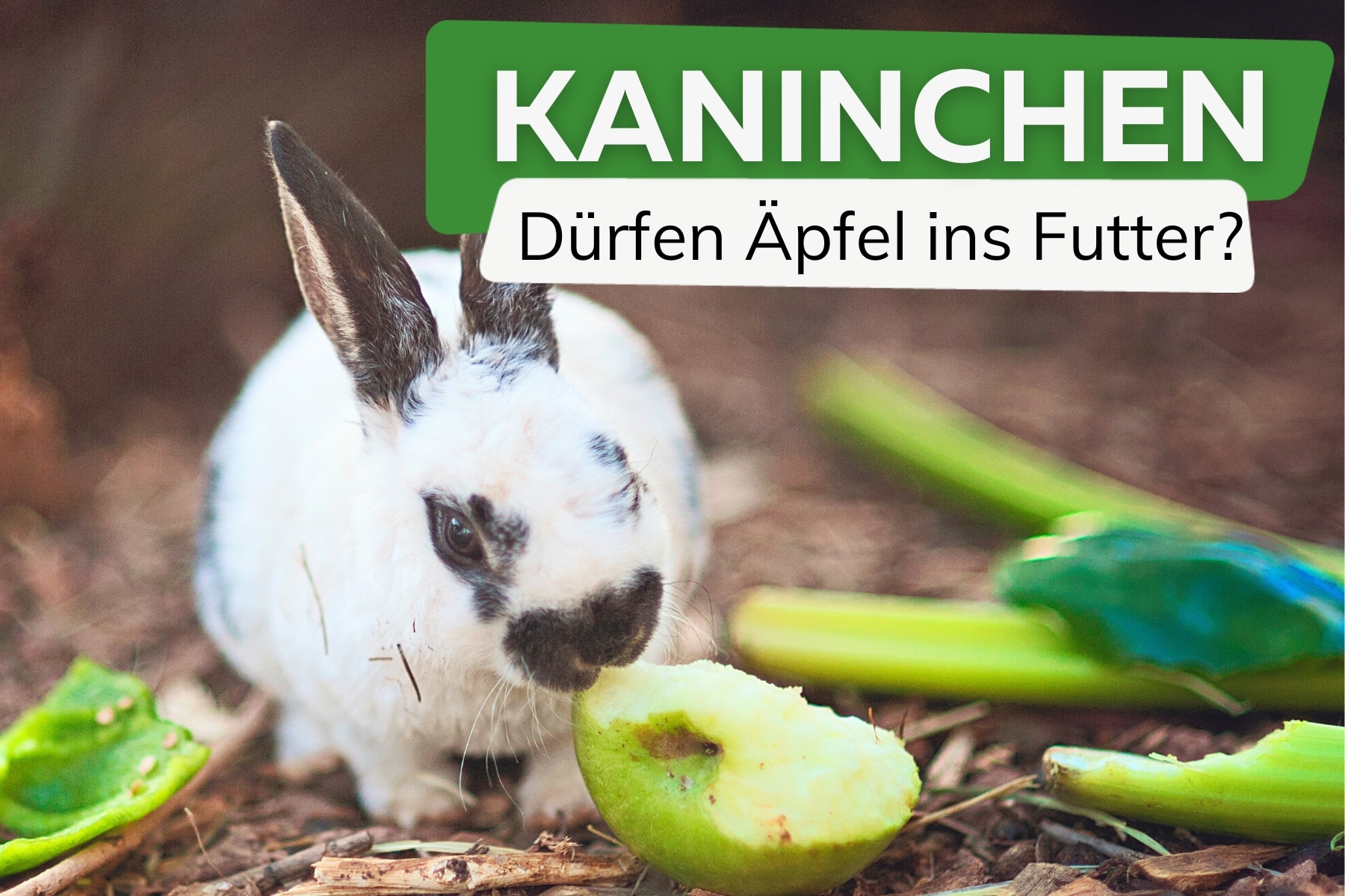 Dürfen Kaninchen Äpfel essen?