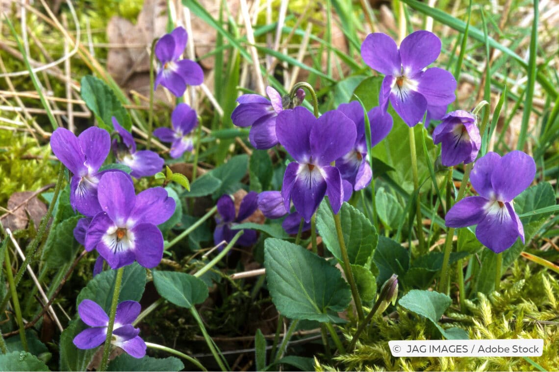 Duftveilchen (Viola odorata)