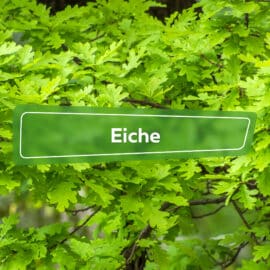 Eiche