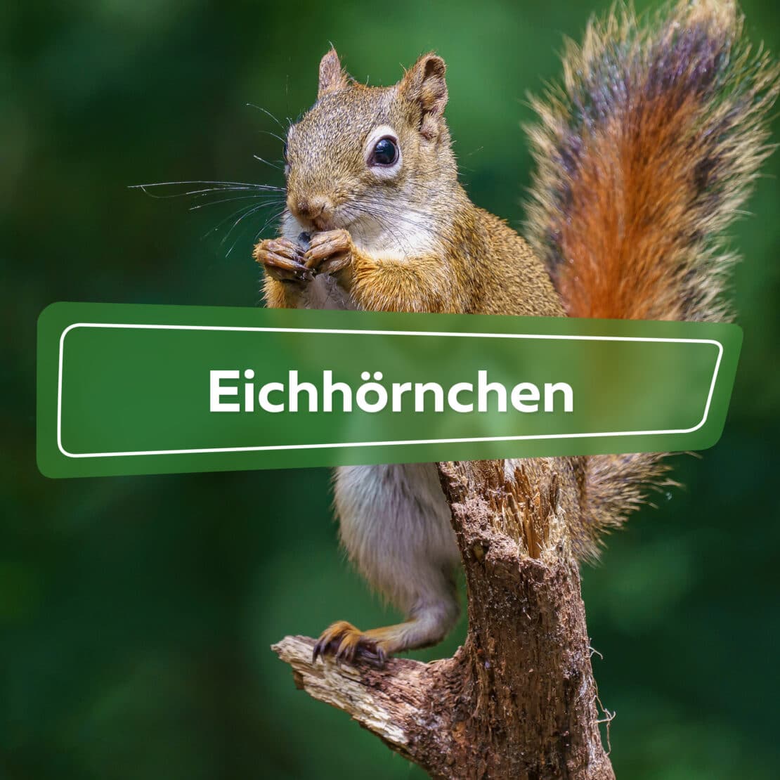 Eichhörnchen