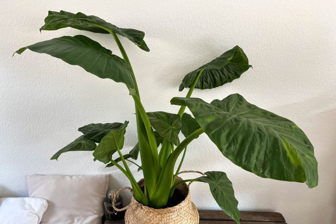 Elefantenohr (Alocasia)