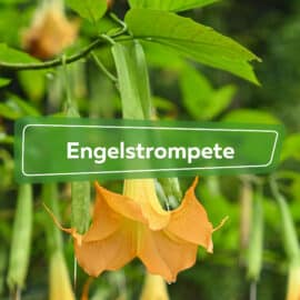 Engelstrompete