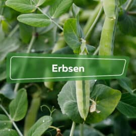 Erbsen